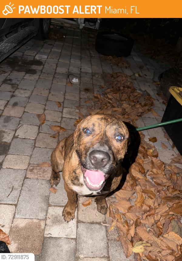 Found/Stray Male Dog last seen street, Miami, FL 33147