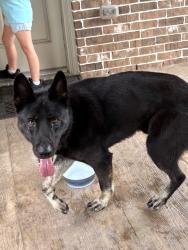 Found/Stray Male Dog last seen Lakes at Northpointe, Cypress, TX 77429