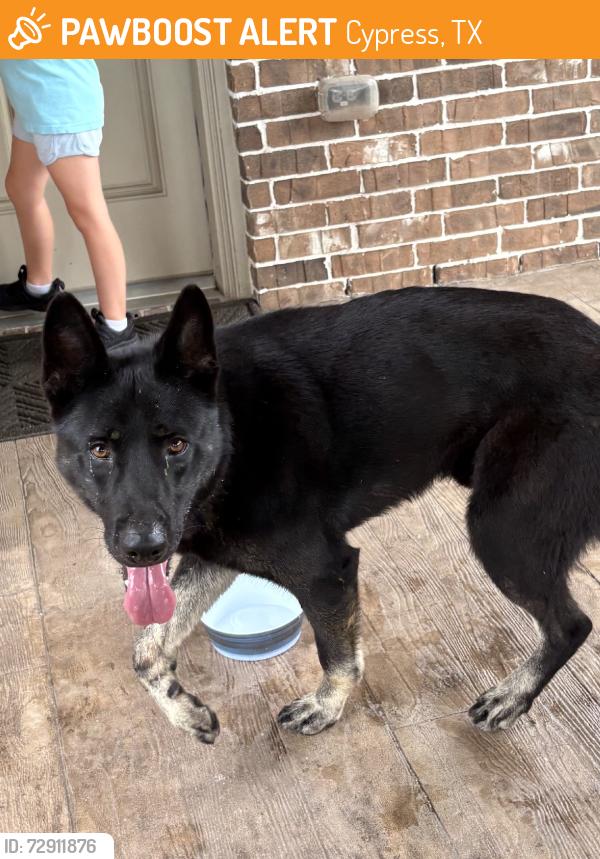 Found/Stray Male Dog last seen Lakes at Northpointe, Cypress, TX 77429