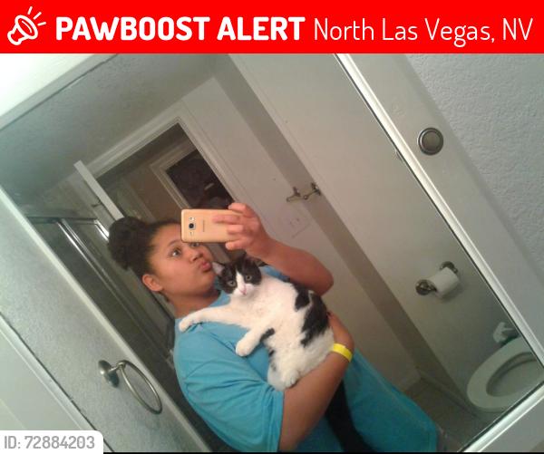 Lost Male Cat last seen Near casa de norte dr n las vegas 89013 , North Las Vegas, NV 89031