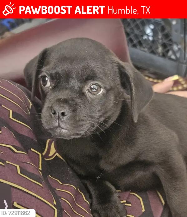 Lost Female Dog last seen Stagewood and freedom River , Humble, TX 77338
