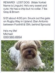 Reunited Male Dog last seen Near Rugby Way, Upland, CA 91786, USA, Upland, CA 91786