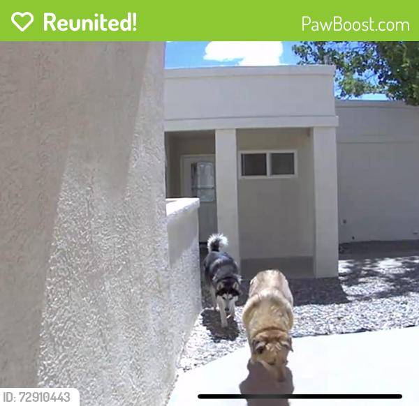 Reunited Unknown Dog last seen Skyview Cir NE, Rio Rancho, NM 87144, USA, Rio Rancho, NM 87144