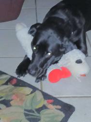Reunited Female Dog last seen The Commons Goodlette-frank Rd and 7th Ave N, Naples, FL 34102