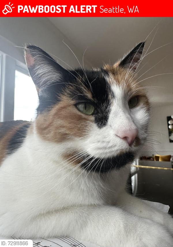 Lost Female Cat last seen Sand Point Elementary , Seattle, WA 98115