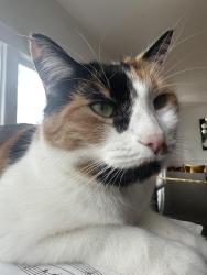 Lost Female Cat last seen Sand Point Elementary , Seattle, WA 98115