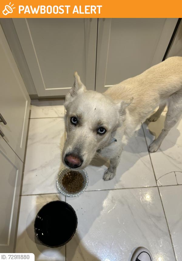 Found/Stray Female Dog last seen Kirk rd and Palm Bay cir, West Palm Beach, FL 33415