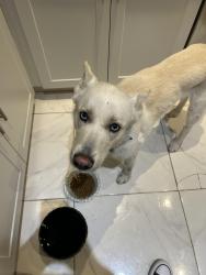Found/Stray Female Dog last seen Kirk rd and Palm Bay cir, West Palm Beach, FL 33415