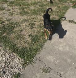 Lost Male Dog last seen Meadow and blackfield, Concord, CA 94520