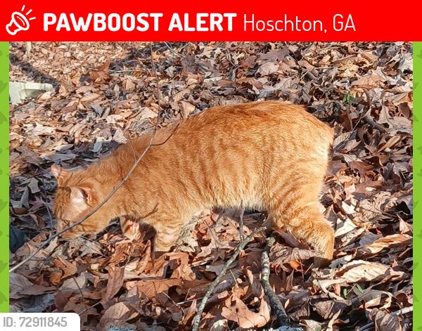 Lost Male Cat last seen Moons Bridge Rd, Hoschton, GA 30548, Hoschton, GA 30548