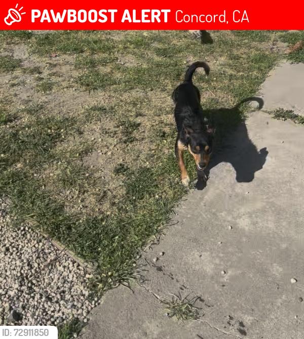 Lost Male Dog last seen Meadow and blackfield, Concord, CA 94520