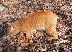 Lost Male Cat last seen Moons Bridge Rd, Hoschton, GA 30548, Hoschton, GA 30548