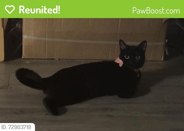 Reunited Female Cat last seen Near Westfield Dr, Willis, TX 77378, USA, Willis, TX 77378