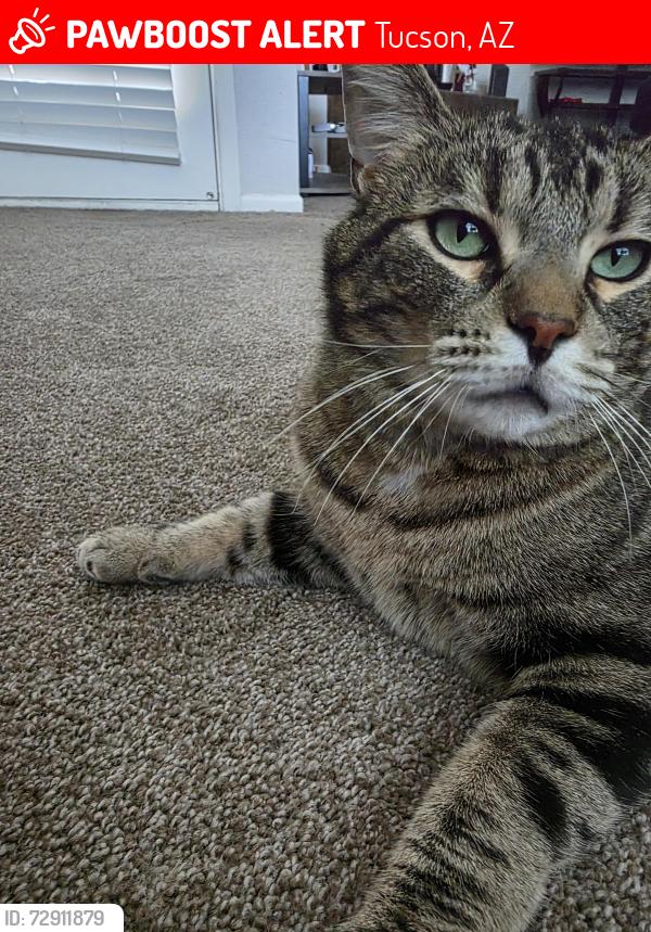 Lost Male Cat last seen Ina and Mona lisa, Tucson, AZ 85741