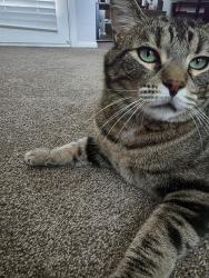 Lost Male Cat last seen Ina and Mona lisa, Tucson, AZ 85741