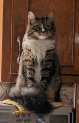 Reunited Male Cat last seen Near Maryland avenue, Gaithersburg MD, Gaithersburg, MD 20877