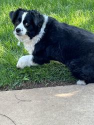 Reunited Male Dog last seen Northwest Expy, Oklahoma City, OK, USA, Oklahoma City, OK 73162