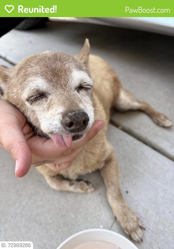 Reunited Male Dog last seen Spring Meadow Ct, Bakersfield, CA 93308, USA, Bakersfield, CA 93308