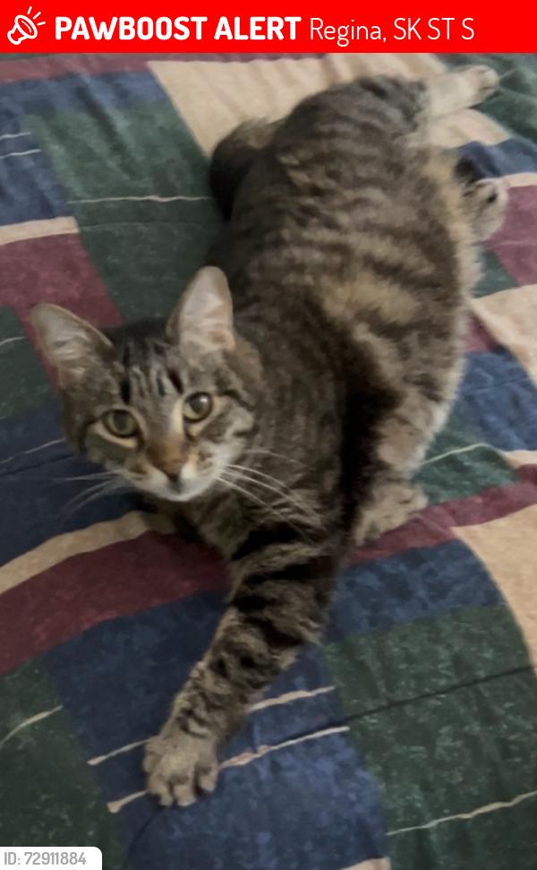 Lost Female Cat last seen Dewdney and Donald Street, Regina, SK S4T 5S6