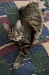 Lost Female Cat last seen Dewdney and Donald Street, Regina, SK S4T 5S6