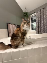 Reunited Female Cat last seen Hutchinson Dr, Princeton, NJ 08540
