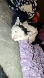 Lost Male Cat last seen Donut world, Lancaster, OH 43130