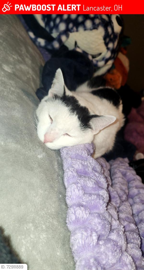 Lost Male Cat last seen Donut world, Lancaster, OH 43130