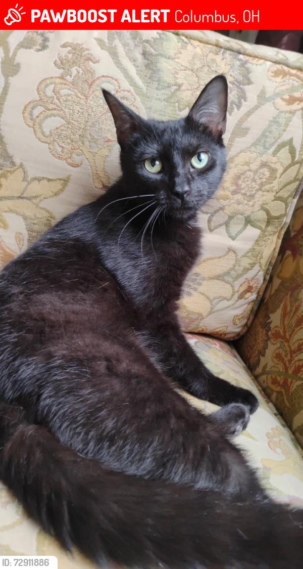 Lost Female Cat last seen In between Hudson and Webber, Columbus, OH 43211