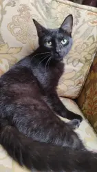 Lost Female Cat last seen In between Hudson and Webber, Columbus, OH 43211