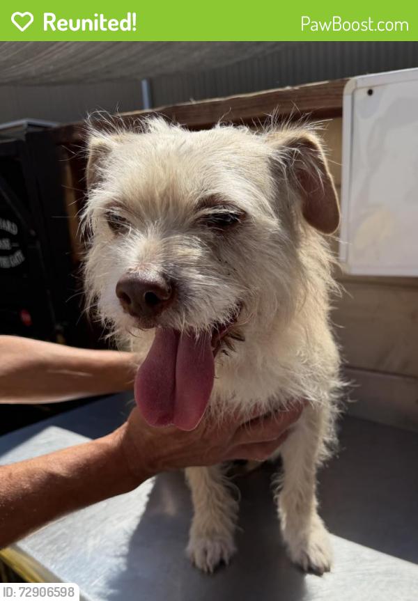 Reunited Female Dog last seen Near block of Cordary Ave, Hawthorne, CA 90250