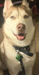 Reunited Male Dog last seen Near north banff avenue , Tucson, AZ 85748