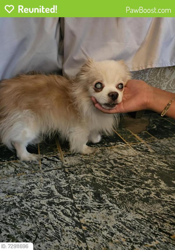 Reunited Male Dog last seen 28th, Highland, CA 92346