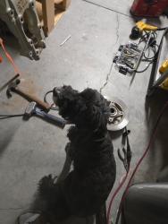 Reunited Male Dog last seen El Capitan & Corbett, Las Vegas, NV 89149