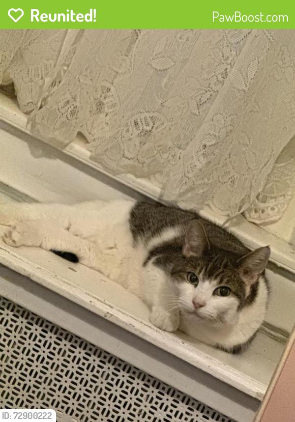 Reunited Female Cat last seen Near warrington ave, Philadelphia, PA 19143