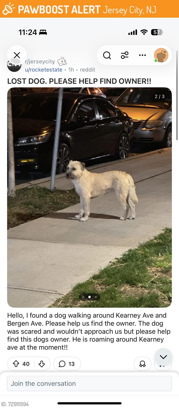 Found/Stray Unknown Cat last seen Kearney Ave & Bergen Ave, Jersey City, NJ 07305