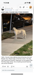 Found/Stray Unknown Cat last seen Kearney Ave & Bergen Ave, Jersey City, NJ 07305