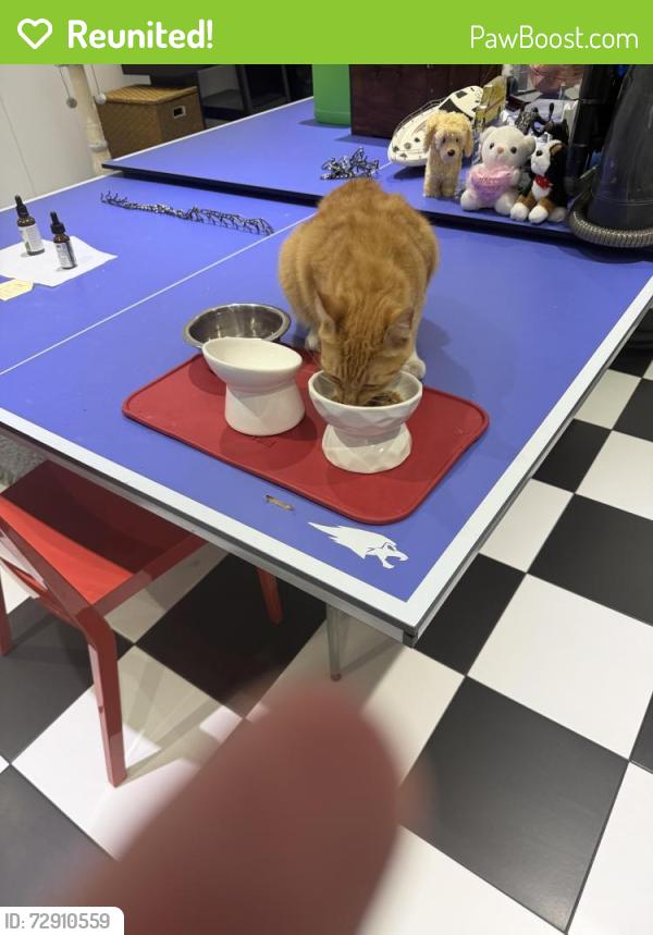 Reunited Male Cat last seen Near Golden Beach Dr. , Golden Beach, FL 33160