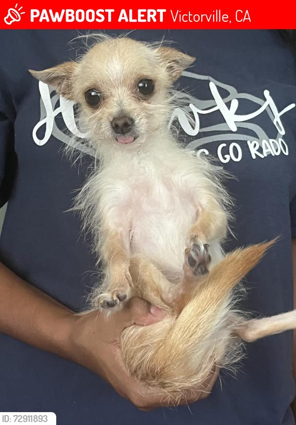 Lost Male Dog last seen Sunchaser st 92394, Victorville, CA 92394