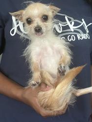 Lost Male Dog last seen Sunchaser st 92394, Victorville, CA 92394
