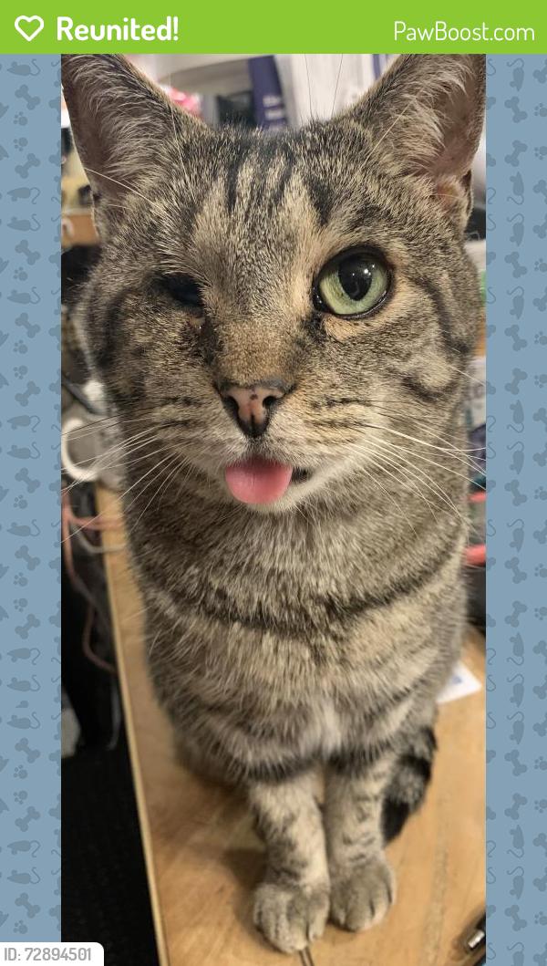 Reunited Male Cat last seen Stanton Ave, Salisbury, MD 21801