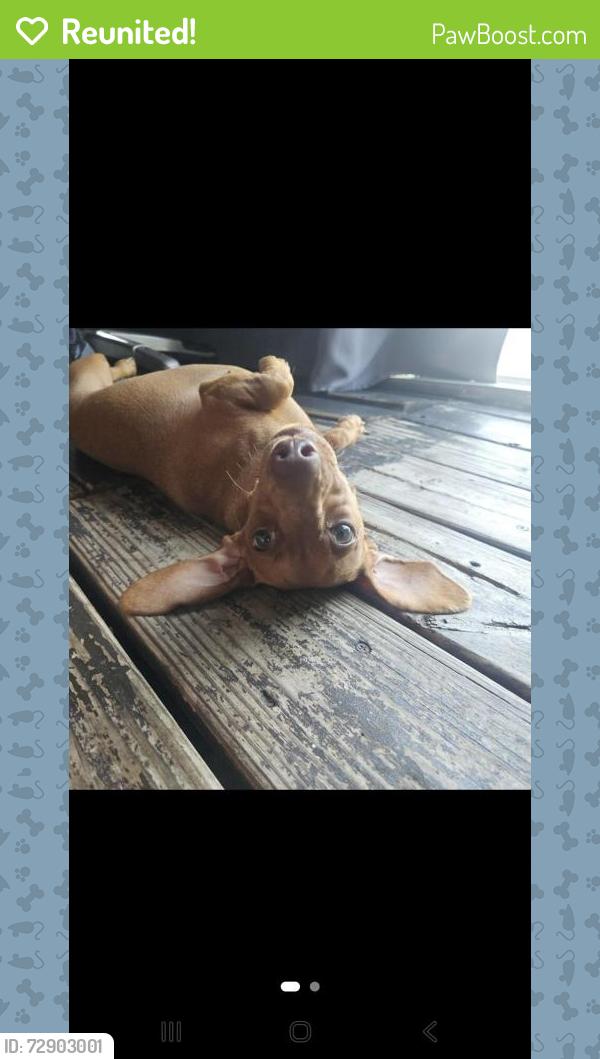 Reunited Female Dog last seen Lemon Avenue and Clay Pit Rd., Mango, FL 33584