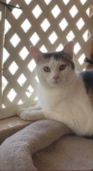 Lost Female Cat last seen Near sycamore loop, Santa Fe, NM 87507