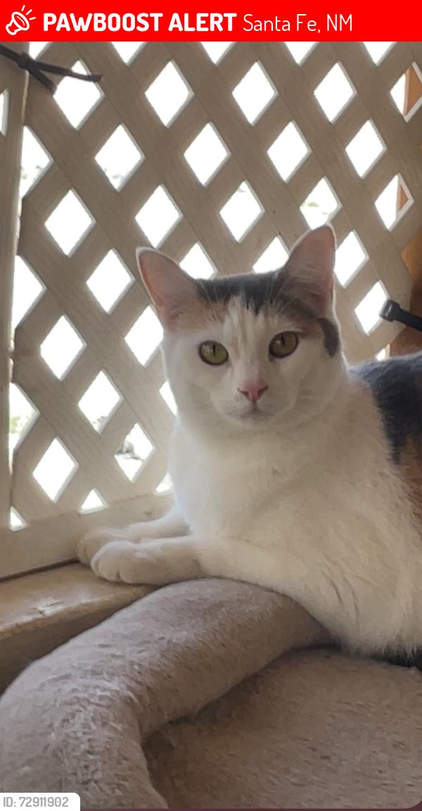 Lost Female Cat last seen Near sycamore loop, Santa Fe, NM 87507