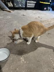 Reunited Unknown Cat last seen Jefferson & Summer ST NE , Minneapolis, MN 55413