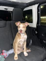 Found/Stray Male Dog last seen Fairmont pkwy, Pasadena, TX 77505