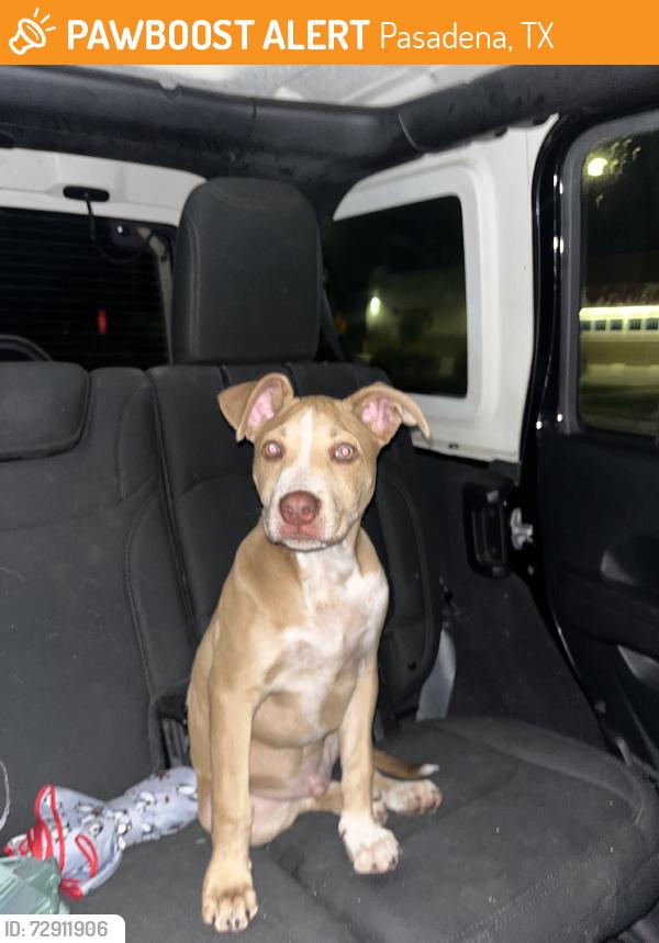 Found/Stray Male Dog last seen Fairmont pkwy, Pasadena, TX 77505