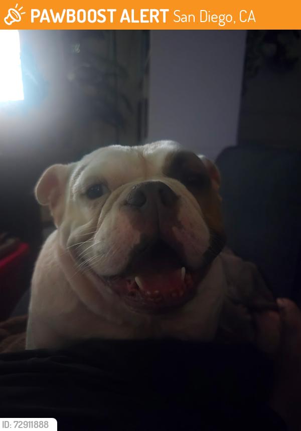 Found/Stray Female Dog last seen Tait street area, San Diego, CA 92111