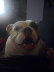 Found/Stray Female Dog last seen Tait street area, San Diego, CA 92111