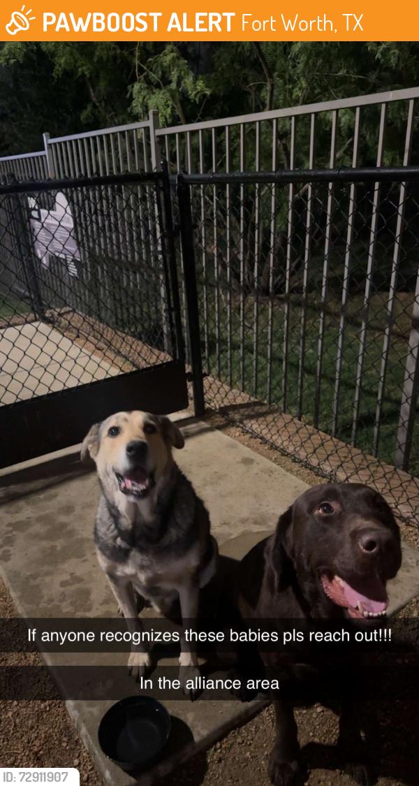 Found/Stray Male Dog last seen Near becton way, Fort Worth, TX 76177