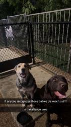 Found/Stray Male Dog last seen Near becton way, Fort Worth, TX 76177